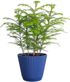 Thorsen's Greenhouse Live Norfolk Island Pine Plant, Christmas Greenery Gift or Decor, Air Purifying Premium Indoor Houseplant, Mature 4" Diameter Pot (Navy, 6-inch Pot)