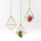 Air Plant Hangers with Chains, 6 Pcs Gold Tillandsia Holders for Wall/Ceiling Decor, 3 Hangers + 3 Stands Set, Boho Indoor Home Office Display, Modern Air Fern Plant Décor
