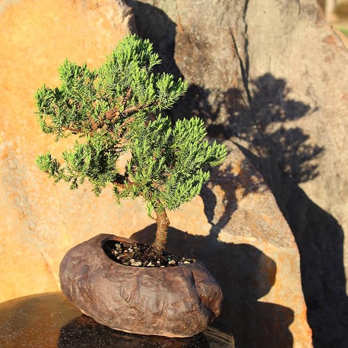 Brussel's Bonsai Live Green Mound Juniper Bonsai Tree - Medium, 5 Year, 6 to 10 Inches - Outdoor Bonsai Tree Live with Rock Bonsai Pot