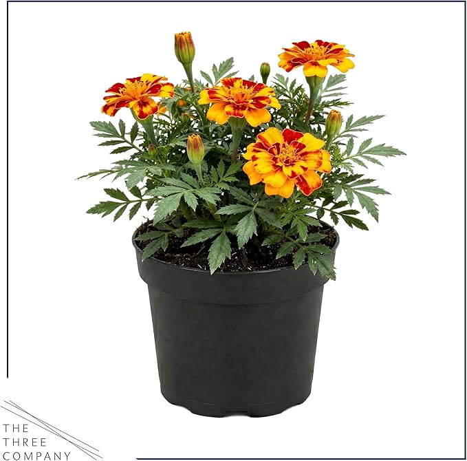 Live Flowering Marigold - Assorted Colors (4 Per Pack), Beautiful Spring Color, 8" Tall by 4" Wide in 1 Pt Pot