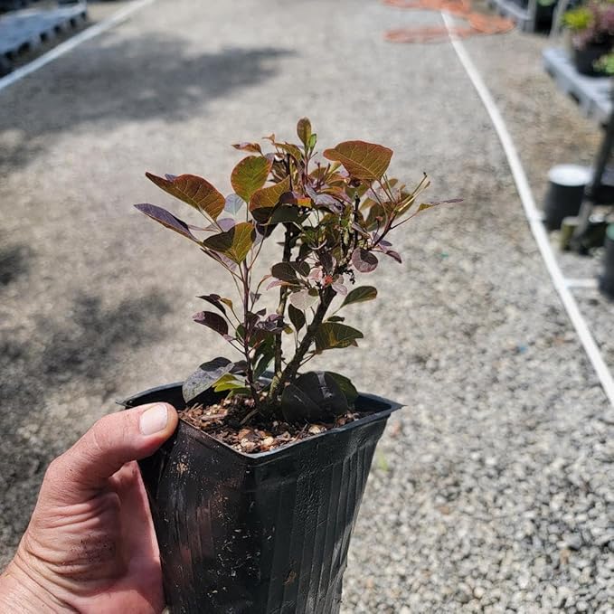 Velveteeny™ Dwarf Purple Smokebush (cotinus) - Live Plant - (1 QT)