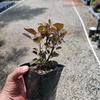 Velveteeny™ Dwarf Purple Smokebush (cotinus) - Live Plant - (1 QT)