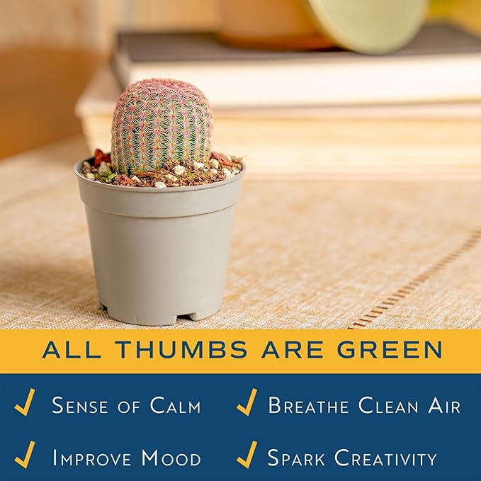 Costa Farms Desert Escape Assorted Variety Rare Cacti Live Plants in Plastic Pots, Easy‑Care Indoor Cactus & Succulent, Houseplant for Room Décor, Housewarming Gifts or Party Favors, 3–5 Inches Tall