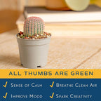Costa Farms Desert Escape Assorted Variety Rare Cacti Live Plants in Plastic Pots, Easy‑Care Indoor Cactus & Succulent, Houseplant for Room Décor, Housewarming Gifts or Party Favors, 3–5 Inches Tall