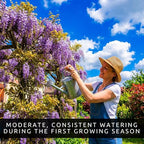 3 Wisteria Live Plants 1–2 Ft Tall – Flowering Wisteria Vine (Wisteria Floribunda) – Fast Growing Climbing Plant for Garden, Trellis, Pergola & Bonsai Training (3 Plants)