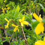 PERFECT PLANTS Lynwood Gold Forsythia Shrub 3 Gallon | Live Shrubs for Outdoor Planting | Fast Growing & Provides Privacy | Gorgeous Yellow Flower in Spring