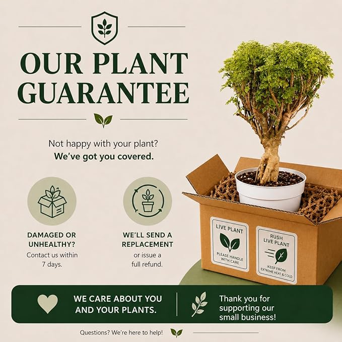 Ming Aralia Gold Bonsai Tree Live Plant - Plants Live Houseplants - Ming Aralia Stump Plant Gift, Elegant Bonsai for Indoor Spaces, Live Bonsai Plant Decor
