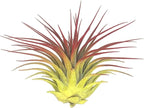 Rainbow Tillandsia Air Plant, Tillandsia Air Plant, Airplant, Air Purification, House Plant, Home Decor & Gift, Live Plant, Healthy Arrival Guarantee (Yellow/Red)