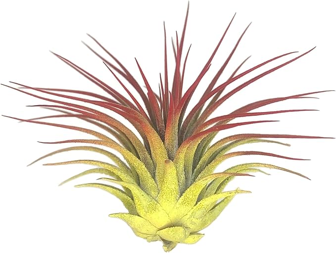 Rainbow Tillandsia Air Plant, Tillandsia Air Plant, Airplant, Air Purification, House Plant, Home Decor & Gift, Live Plant, Healthy Arrival Guarantee (Yellow/Red)