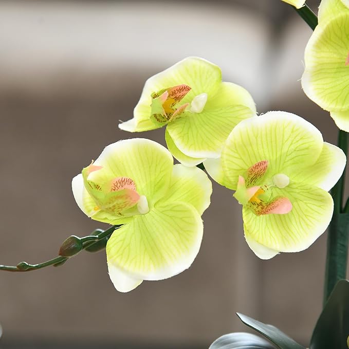 15" Tall Artificial Silk Phalaenopsis Orchid Flower Plant Pot Arrangements (Apple Green)