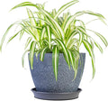 Perfect Plants Spider Plant in 6in. Midnight Blue Decor Pot | Live Houseplant for Indoor Growing | Easy to Care for & Keep Alive | Beautiful Green & White Variegated Leaves