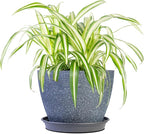 Perfect Plants Spider Plant in 6in. Midnight Blue Decor Pot | Live Houseplant for Indoor Growing | Easy to Care for & Keep Alive | Beautiful Green & White Variegated Leaves