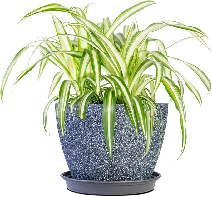 Perfect Plants Spider Plant in 6in. Midnight Blue Decor Pot | Live Houseplant for Indoor Growing | Easy to Care for & Keep Alive | Beautiful Green & White Variegated Leaves