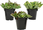 Altman Plants Classic Jade Plant Pack (3PK) Easy Plants, Variegated 'Mosaic' Jade Plants, Lemon Lime Succulent Plants, Live Succulents, Live Plants & Live House Plants in 3.5" Pots with Succulent Soil