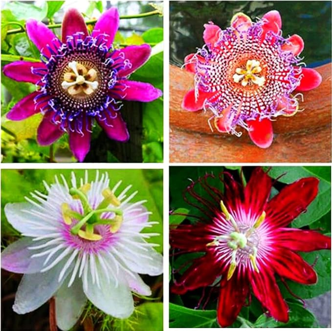 Rare Passiflora Passion Flower Mix (50 Seeds) - Stunning Colors, Home Gardens Outdoor Container, purple