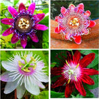 Rare Passiflora Passion Flower Mix (50 Seeds) - Stunning Colors, Home Gardens Outdoor Container, purple