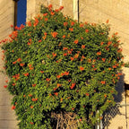 Fragrant Orange Honeysuckle Plants Live Vines, Perennial Lonicera Tecoma Honeysuckle Plants, 5 to 9 Inches Tall