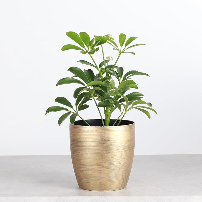 Thorsen's Greenhouse Live Arboricola Umbrella Tree Plant, Schefflera Arboricola, Natural Air Purifier, Easy to Grow, Live Indoor Houseplant, 4-inch Diameter (Gold)