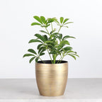 Thorsen's Greenhouse Live Arboricola Umbrella Tree Plant, Schefflera Arboricola, Natural Air Purifier, Easy to Grow, Live Indoor Houseplant, 4-inch Diameter (Gold)