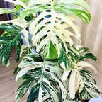 Philodendron Live Plant, Rare Variegated Houseplant for Home or Office, 5-8" Tall Tropical Indoor Plant (Variegated Philodendron Monstera Constellation)