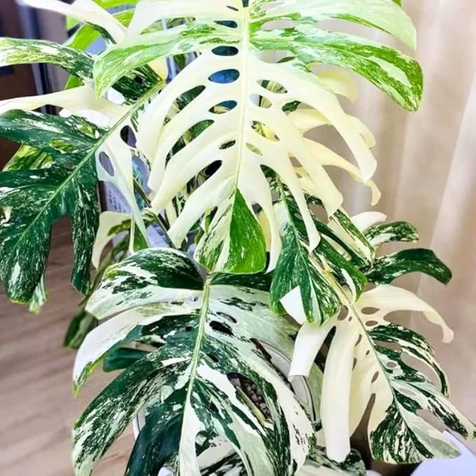 Philodendron Live Plant, Rare Variegated Houseplant for Home or Office, 5-8" Tall Tropical Indoor Plant (Variegated Philodendron Monstera Constellation)