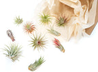 Air Plant Shop 12 Pack Assorted Ionantha Air Plants - Wholesale and Bulk - Succulents - Live Tillandsia - Easy Care Indoor and Outdoor House Plants