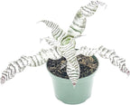 ragnaroc Live Plants – Cryptanthus ‘Absolute Zero‘, Jumbo 4-8" in 4" Pot - 1ct - Live Arrival Guaranteed - House Plants for Home Decor & Gift