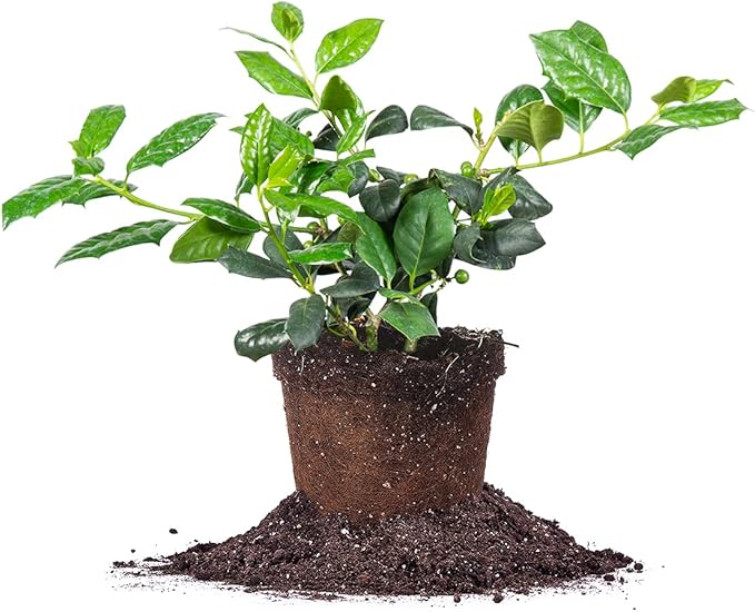 PERFECT PLANTS Nellie Stevens Holly 1 Gal. Pot | Fast Growing Privacy Evergreen| Easy to Maintain, Glossy Green Foliage