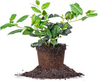 PERFECT PLANTS Nellie Stevens Holly 1 Gal. Pot | Fast Growing Privacy Evergreen| Easy to Maintain, Glossy Green Foliage