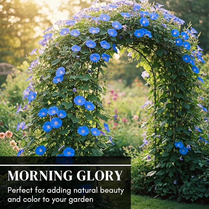 Blue Morning Glory Climbing Vine | 100 Seeds to Plant | Beautiful Flowering Vine