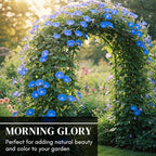 Blue Morning Glory Climbing Vine | 100 Seeds to Plant | Beautiful Flowering Vine