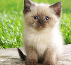 Simple Cat Grass | 100% US Organic Oat Seeds | Show Your Love with a Healthy Pet Treat and Snack (4 Ounce (~3200 Seeds))