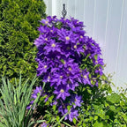 50+ Clematis Lasurstern Seeds, Large Flowered Perennial Climbing Vine for Garden Trellis, Fences and Walls