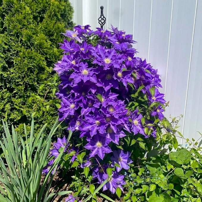 50+ Clematis Lasurstern Seeds, Large Flowered Perennial Climbing Vine for Garden Trellis, Fences and Walls