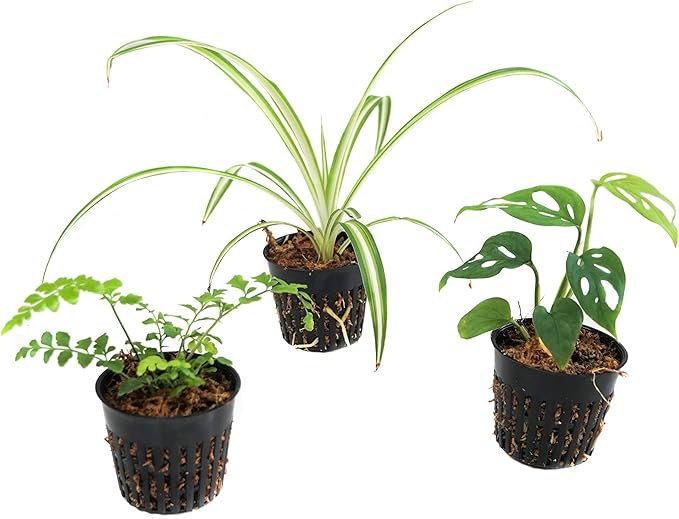 Josh's Frogs Pac-Man Frog Vivarium Bioactive Plant Kits (18x18x20 (20 Gallon))