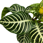 BubbleBlooms Saffron Spike Zebra Plant, Aphelandra squarrosa, Zebraplant in a 4 inch Pot
