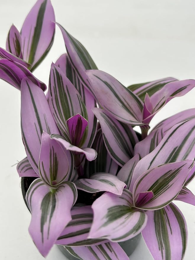 Live Tradescantia Nanouk Succulent Plant, Purple and Green Variegated Foliage, Fully Rooted in 4 Inch Pot with Soil, Indoor Home and Office Decor