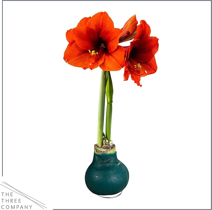 Waxed Amaryllis Bulb – Green Wax with Red Blooms – Live Holiday Gift Plant, Easy Care, No Watering Needed