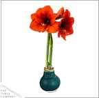 Waxed Amaryllis Bulb 2-Pack – Green Wax with Red Blooms – Live Holiday Gift Plant, Easy Care, No Watering Needed