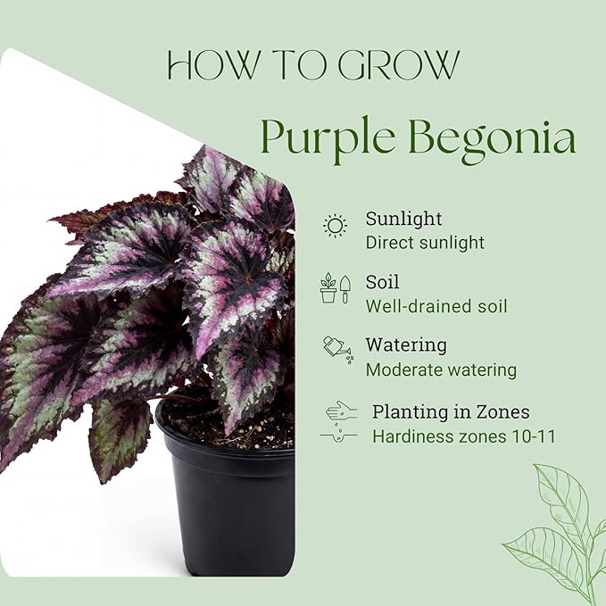 Trailing Begonia Plant Live, Rare Begonias Live Plant, 4-8 Inc Starter Indoor Outdoor Houseplant (Purple Green Begonia)