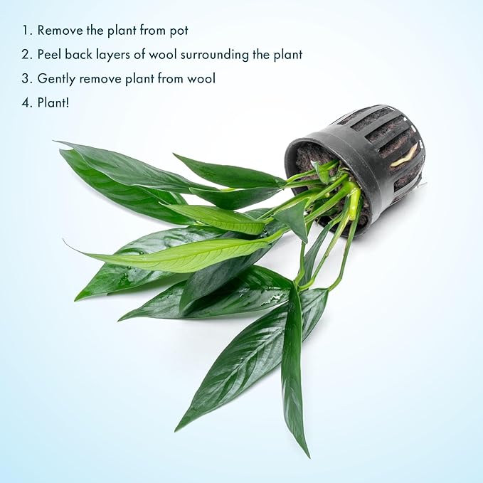 SubstrateSource Anubias Live Aquarium Plants - Potted Freshwater Plant for Fish Tanks, Terrariums - Beginner Friendly Low Light (Glabra, 1 Pot)