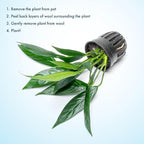 SubstrateSource Anubias Live Aquarium Plants - Potted Freshwater Plant for Fish Tanks, Terrariums - Beginner Friendly Low Light (Glabra, 3 Pots)