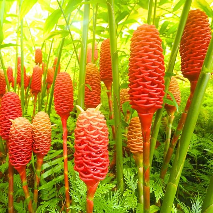 6 Awapuhi Shampoo Ginger Roots, Fresh Ginger Rhizomes to Grow, Zingiber Zerumbet Pinecone Ginger Lily Flowers
