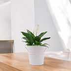 Hosley Set of 3 Whitewash Metal Bucket with PVC Liner, 5-Inch Height Plant Pot, Ideal for Floral Arrangements, Wedding, Home Office, Party, Garden Patio, DIY Indoor, Outdoor Garden.