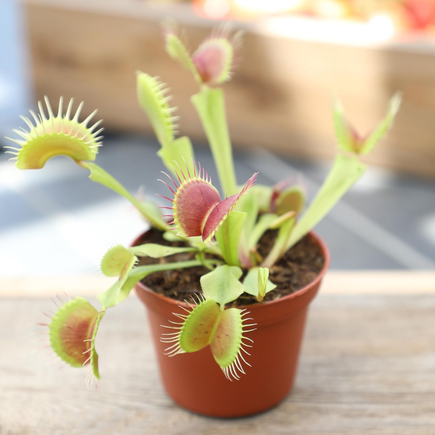 altman-plants-non-toxic-live-venus-flytrap-plant-carnivorous-plants-pet-safe-houseplant-educational-crafts-diy-for-kids-3-in-grower-pot-real-houseplants-for-bog-gardens