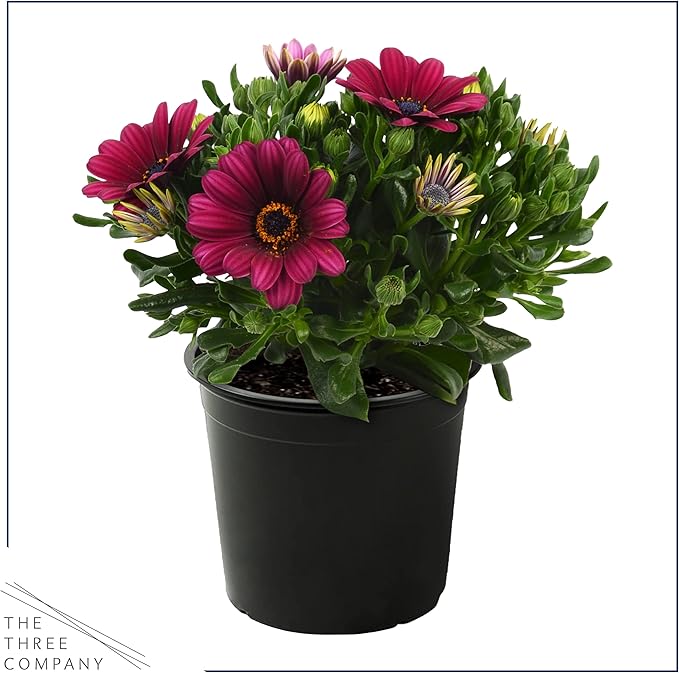 Live Flowering Osteospermum Plant - Grower's Choice Assorted Colors (3 Plants Per Pack) - Beautiful African Daisies - Early Spring Color - 12" Tall by 5" Wide in 1 Qt Pot