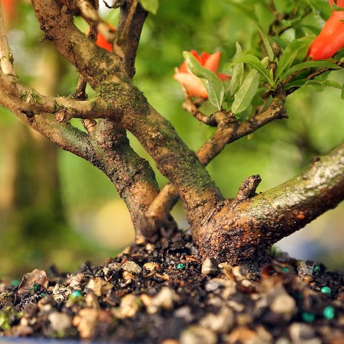 Brussel's Bonsai Live Dwarf Pomegranate Bonsai Tree - Large, 6 Year, 12 to 16 Inches Tall - Outdoor Live Bonsai Tree with Ceramic Bonsai Pot