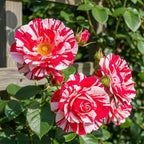 Red White Rose Live Plant, Can Grow As Rose Bushes Shrubs, Fragrant Ready to Plant, Starter Size, 5 to 10 Inc Tall, Dormant in Winter