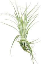 Live Air Plant - Tillandsia Gardneri 5-7” - ragnaroc Rare Collectors Indoor Tropical Plant - Live Arrival Guaranteed - House Plants for Home Decor & Gift