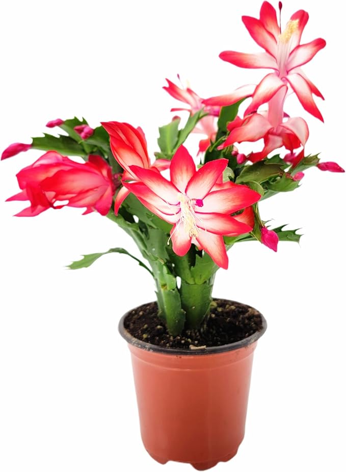 Thanksgiving Cactus, Live Indoor Plant, Flowering Houseplant, Christmas Cactus, Red Seasonal Blooms, 4-Inch Pot, Pet Safe Holiday Decor, Free Heat Pack